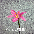 スナップ写真